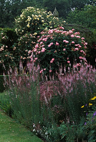 ALLIUMS_AND_VERONICA_GROW_BENEATH_ROSA_BELLE_AMOUR__IN_THE_PINK_BORDER_AT_HAZELBY_HOUSE__BERKSHIRE