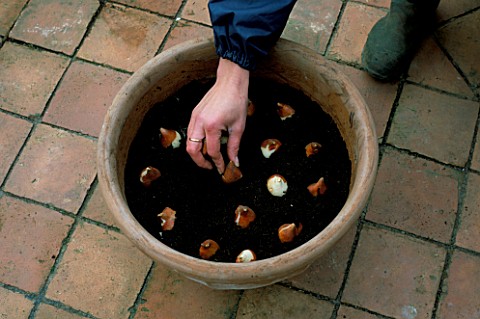 GENERAL_DE_WET_TULIPS_BEING_PLANTED_IN_A_TERRACOTTA_POT_IN_NOVEMBER