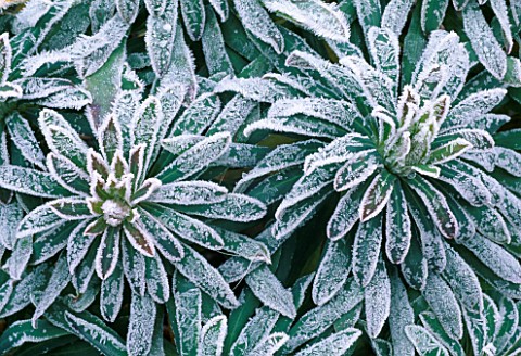 EUPHORBIA_X_MARTINII_COVERED_IN_FROSTNEW_SHOOTS