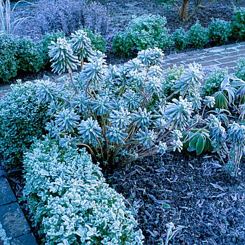 FROSTED_EUPHORBIA_PORTUGUESE_VELVET_BESIDE_A_BOX_EDGED_BED__ARROW_COTTAGE__HEREFORDSHIRE