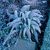 FROSTED POLYSTICUM DIVISLOBUM GROUP IN THE GREEN GARDEN AT ARROW COTTAGE  HEREFORDSHIRE