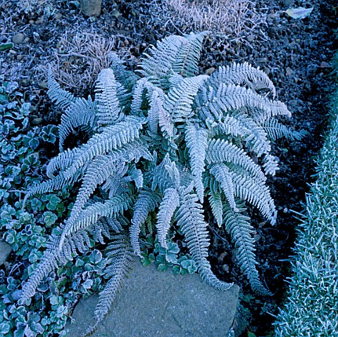 FROSTED_POLYSTICUM_DIVISLOBUM_GROUP_IN_THE_GREEN_GARDEN_AT_ARROW_COTTAGE__HEREFORDSHIRE