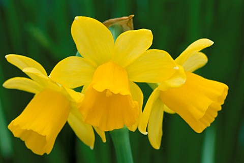 DETAIL_OF_YELLOW_HEADS_OF_NARCISSUS_TETEATETE