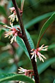DETAIL OF TINY BLOOMS OF SARCOCOCCA HOOKERIANA DIGYNA PURPLE STEM
