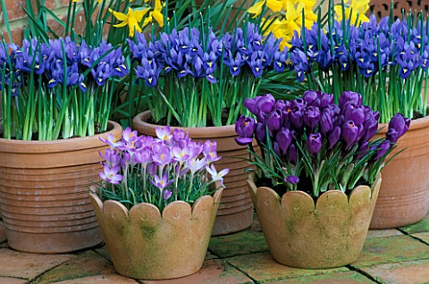 TERRACOTTA_SPRING_CONTAINERS_WITH_CROCUS_TOMMASINIANUS_WHITEWELL_PURPLE_AND_CROCUS_FLOWER_RECORD_WIT
