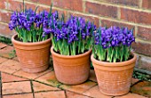 ROW OF THREE TERRACOTTA SPRING CONTAINERS WITH IRIS HARMONY