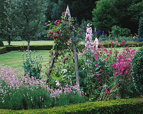 DELPHINIUM_ASTOLAT__LAVENDER__SIDALCEA_AND_CLEMATIS_IN_A_BED_IN_THE_WALLED_GARDEN_AT__WEST_GREEN_HOU