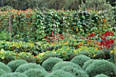 RED ANTIRHINUMS  NASTURTIUMS  RUNNER BEANS AND CLIPPED SANTOLINA IN THE WALLED VEGETABLE GARDEN AT WEST GREEN HOUSE  HAMPSHIRE