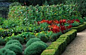 CLIPPED BOX HEDGE LINES PATH WITH RED ANTIRHINUMS  NASTURTIUMS  RUNNER BEANS AND CLIPPED SANTOLINA IN THE WALLED VEGETABLE GARDEN AT WEST GREEN HOUSE  HAMPSHIRE