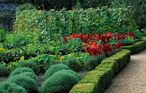 CLIPPED_BOX_HEDGE_LINES_PATH_WITH_RED_ANTIRHINUMS__NASTURTIUMS__RUNNER_BEANS_AND_CLIPPED_SANTOLINA_I