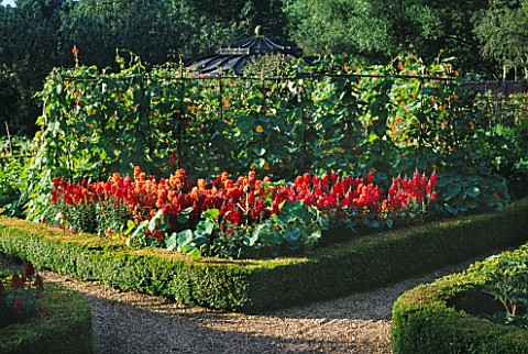 RED_ANTIRHINUMS_AND_RUNNER_BEANS_BESIDE_BOX_HEDGING_IN_THE_THE_WALLED_VEGETABLE_GARDEN_AT_WEST_GREEN