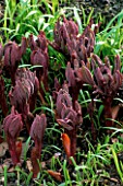 THE DARK CRIMSON SPEARS OF UNFOLDING LEAVES OF PAEONIA MLOKOSEWITSCHII OR MOLLY THE WITCH SEEN IN SPRING