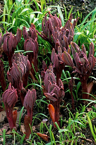 THE_DARK_CRIMSON_SPEARS_OF_UNFOLDING_LEAVES_OF_PAEONIA_MLOKOSEWITSCHII_OR_MOLLY_THE_WITCH_SEEN_IN_SP