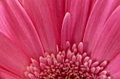 SECTION OF PINK GERBERA DAISY