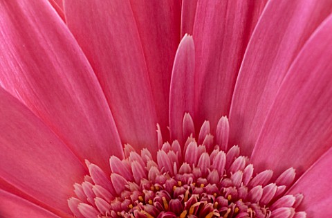SECTION_OF_PINK_GERBERA_DAISY