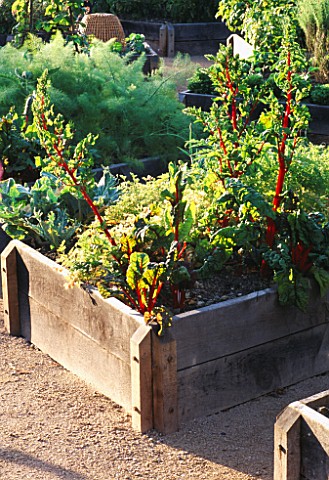 RAISED_BED_IN_THE_MEDIAEVAL_HERB_GARDEN_WITH_SWISS_CHARD_THE_ABBEY_HOUSE__WILTSHIRE