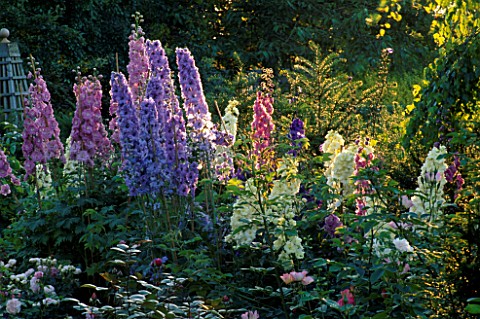 EVENING_SUNLIGHT_HIGHLIGHTS_DELPHINIUMS_IN_A_BORDER_AT_THE_ABBEY_HOUSE__WILTSHIRE