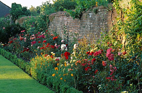 BOX_EDGED_BED_BY_OLD_WALL_WITH_ROSES_AND_CALIFORNIA_POPPIES_ESCHSCHOLZIA_CALIFORNICA__IN_A_BORDER_AT