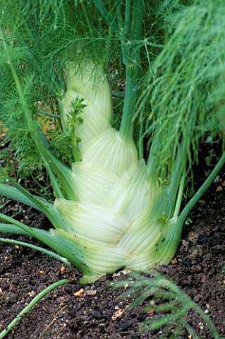 FLORENCE_FENNEL