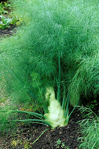 FLORENCE_FENNEL