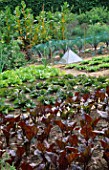 A GLASS CLOCHE SURROUNDED BY LETTUCES IN THE POTAGER AT HADSPEN HOUSE GARDEN  SOMERSET
