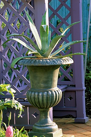 A_PEWTERED_METAL_URN_PLANTED_WITH_AGAVE_AMERICANA_STANDS_IN_FRONT_OF_A_BLUE_TRELLISED_ARBOUR_THE_NIC