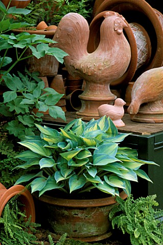 WHICHFORD_TERRACOTTA_COCKEREL_AND_CONTAINER_PLANTED_WITH_HOSTAS