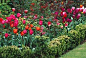 MIXED BORDER OF TULIPS PLANTED WITH ROSES    AND SURROUNDED BY BUXUS SEMPERVIRENS. THE ABBEY HOUSE  WILTSHIRE.