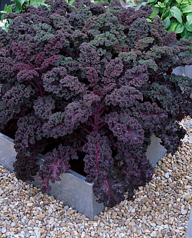 SQUARE_GALVANIZED_STEEL_CONTAINER_PLANTED_WITH_PURPLE_KALE_REDBOR_ON_A_GRAVEL_FLOOR_THE_CHEFS_ROOF_G