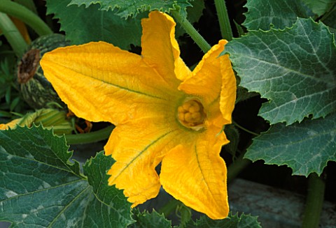 CLOSE_UP_OF_YELLOW_FLOWER_OF_THE_COURGETTE_THE_CHEFS_ROOF_GARDEN__CHELSEA_1999