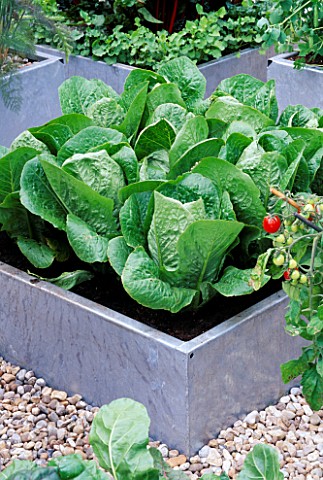 SQUARE_GALVANIZED_STEEL_CONTAINER_PLANTED_WITH_CABBAGE_JANUARY_KING__NEXT_TO_TOMATOES_THE_CHEFS_ROOF
