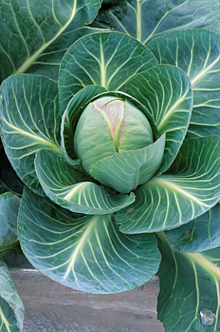 CLOSE_UP_OF_CENTRE_OF_A_CABBAGE_JANUARY_KING_PLANTED_IN_A_GALVANIZED_STEEL_CONTAINER_THE_CHEFS_ROOF_