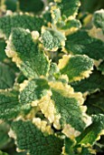 CLOSE UP OF MENTHA SUAVEOLENS VARIEGATA (PINEAPPLE MINT). THE CHEFS ROOF GARDEN  CHELSEA 1999.