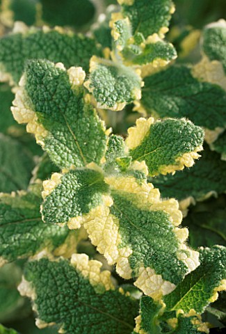 CLOSE_UP_OF_MENTHA_SUAVEOLENS_VARIEGATA_PINEAPPLE_MINT_THE_CHEFS_ROOF_GARDEN__CHELSEA_1999