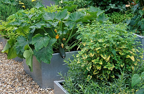 GALVANIZED_STEEL_CONTAINERS_PLANTED_WITH_FLOWERING_COURGETTES__MELISSA_OFFICINALIS_AND_ARTEMISIA_THE