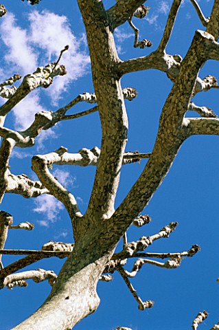 PLANE_TREES_PRUNED_INTO_CANDELABRA_SHAPES_AT_THE_VILLA_DEL_BALBIANELLO_SEEN_FROM_THE_SHORES_OF_LAKE_