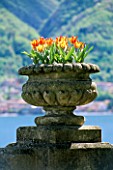 A STONE URN FILLED WITH TULIP ORIENTAL BEAUTY  LOOKS OUT ACROSS LAKE COMO. THE VILLA DEL BALBIANELLO  LAKE COMO  ITALY