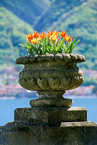 A_STONE_URN_FILLED_WITH_TULIP_ORIENTAL_BEAUTY__LOOKS_OUT_ACROSS_LAKE_COMO_THE_VILLA_DEL_BALBIANELLO_