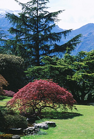 VIEW_ACROSS_THE_GARDEN_AT_THE_VILLA_BAGATTI_VALSECCHI__LAKE_COMO__ITALY__WITH_A_JAPANESE_MAPLE_AND_S