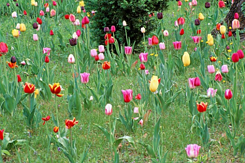 TULIPS_NATURALISED_IN_GRASS_AT_PARCO_SIGURTA__ITALY