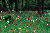 TULIPS NATURALISED IN GRASS AT PARCO SIGURTA  ITALY