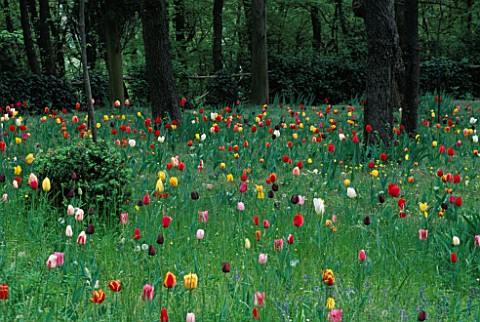 TULIPS_NATURALISED_IN_GRASS_AT_PARCO_SIGURTA__ITALY