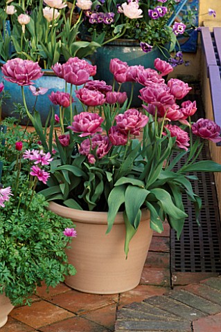 TERRACOTTA_CONTAINER_PLANTED_WITH_TULIPA_LILAC_PERFECTION_THE_NICHOLS_GDN__READING
