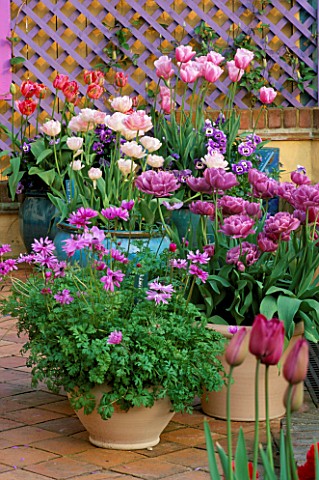 TERRACOTTA_CONTAINERS_PLANTED_WITH_TULIPA_LILAC_PERFECTION__ANGELIQUE__ESTHER__FANTASY__ANEMONE_CORO
