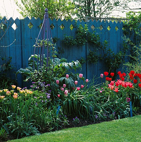 BLUE_FENCE__PURPLE_OBELISK_BEHIND_BORDER_CONTAINING_TULIPA_OXFORD__MARIETTE__ESTHER_AND_VIRIDIFLORA_
