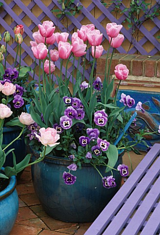 TURQUOISE_CONTAINERS_PLANTED_WITH_VIOLAS__TULIPA_ANGELIQUE_AND_ESTHER_WITH_PURPLE_TRELLIS_AND_DECKIN