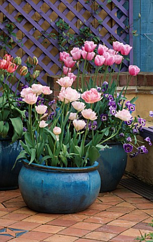 TURQUOISE_CONTAINERS_PLANTED_WITH_VIOLAS_AND_TULIPA_ANGELIQUE__ESTHER_AND_FANTASY_IN_FRONT_OF_PURPLE