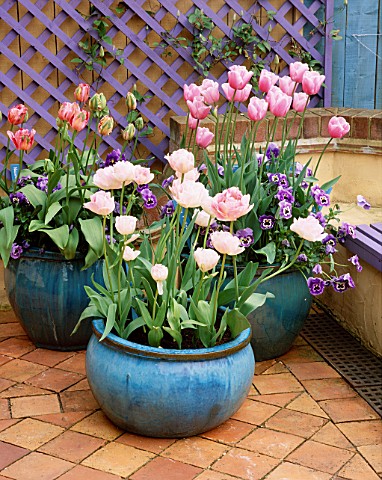 TURQUOISE_CONTAINER_PLANTED_WITH_VIOLAS_AND_TULIPA_ANGELIQUE__FANTASY_AND_ESTHER_IN_FRONT_OF_PURPLE_