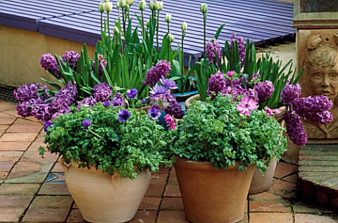 TERRACOTTA_CONTAINERS_PLANTED_WITH_ANEMONE_CORONARIA__ANEMONE_MR_FOKKER___HYACINTH_QUEEN_OF_THE_VIOL