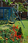 BLUE CHILDS SWING AND GREENHOUSE. BORDER PLANTED WITH TULIPA BALLERINA AND QUEEN OF NIGHT. IN BACKGROUND IS A TRACHYCARPUS FORTUNEI. THE NICHOLS GARDEN  READING